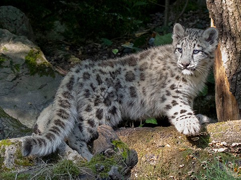 ©Zoo Zürich, Enzo Franchini